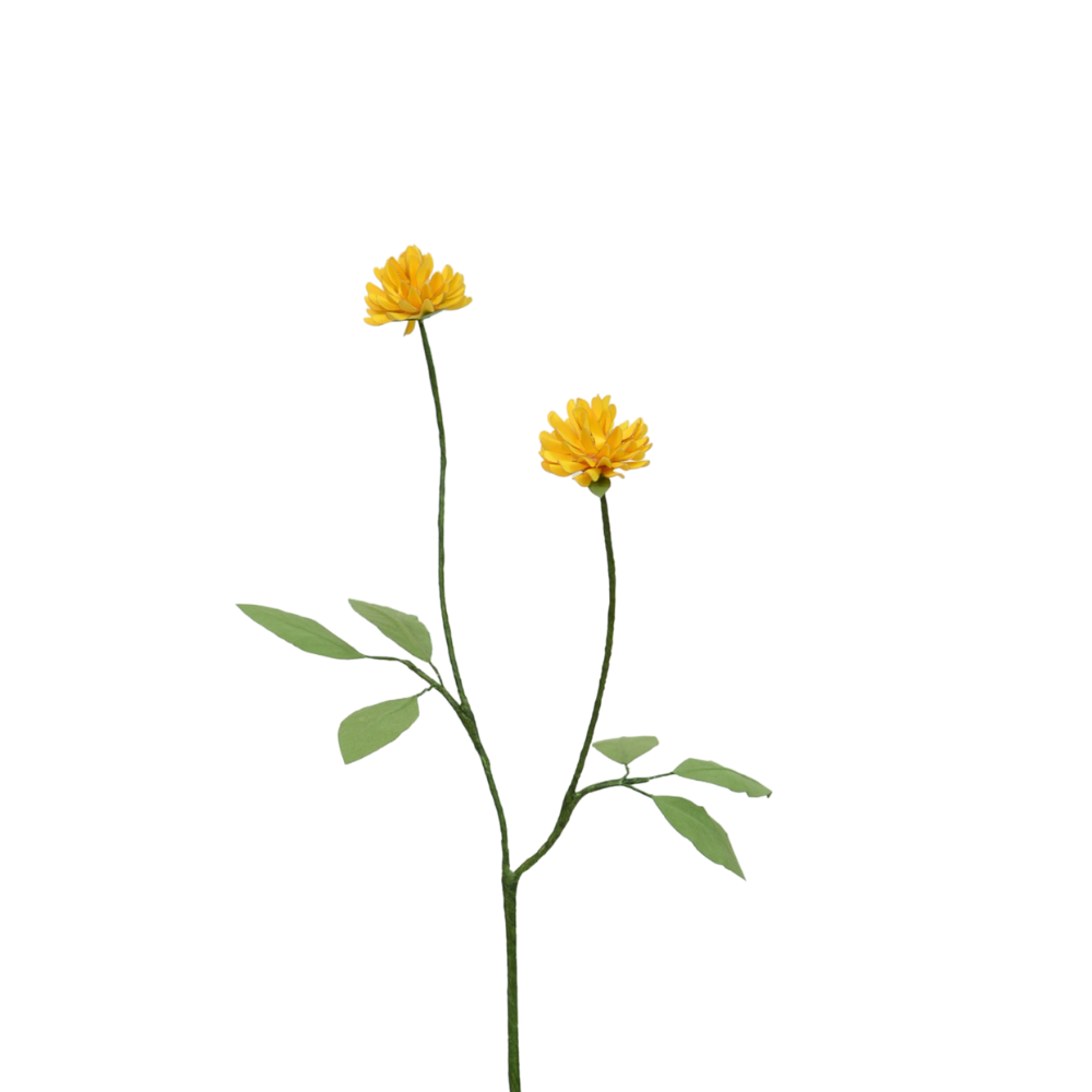 Clover