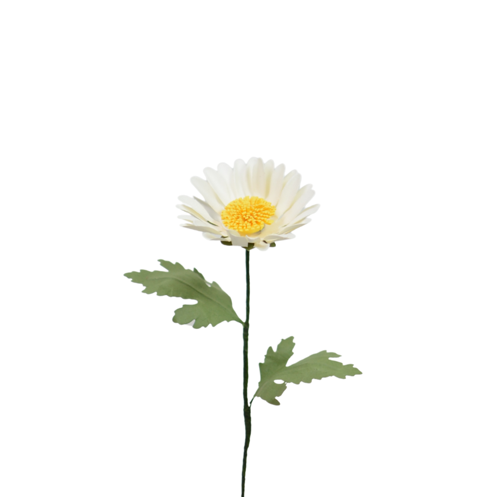 Cúc Daisy đơn