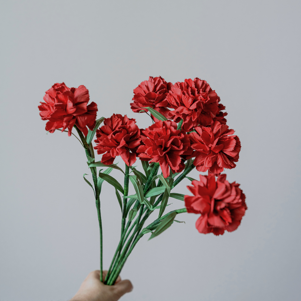 Cẩm Chướng