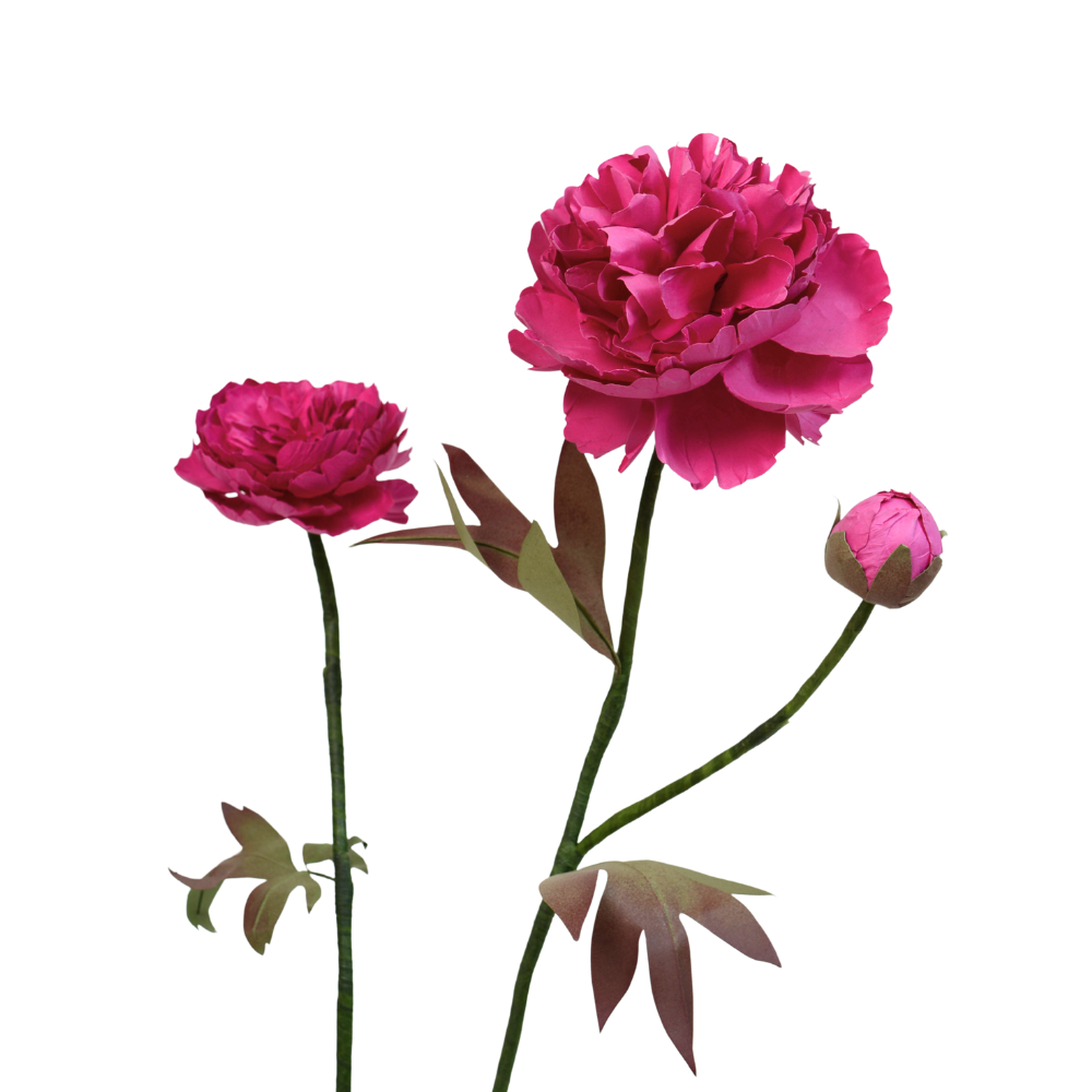 Mẫu Đơn size lớn